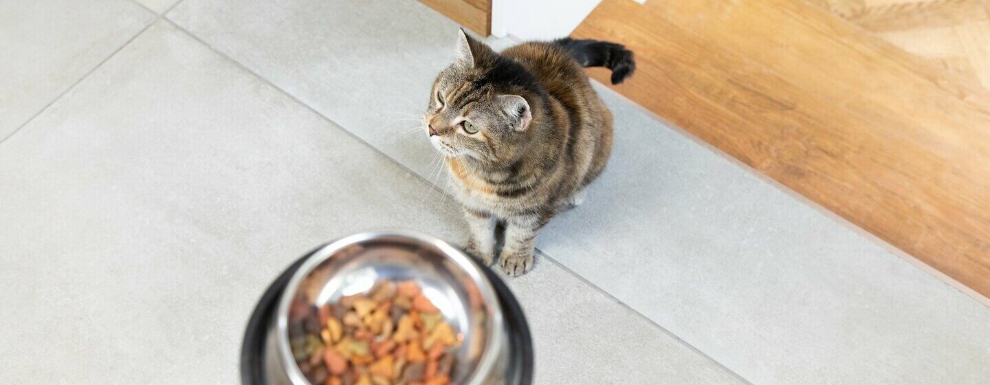 Indoor cat food clearance for weight loss